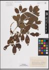 Foto von Salix cinerea L.